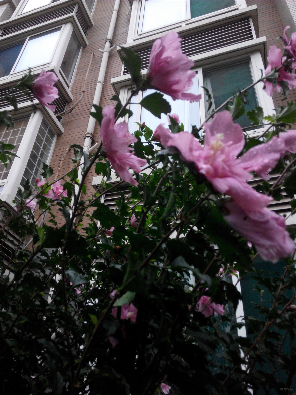 随风飘摇的花 c274f21e2ba84510a5907c88aca292e6.jpg