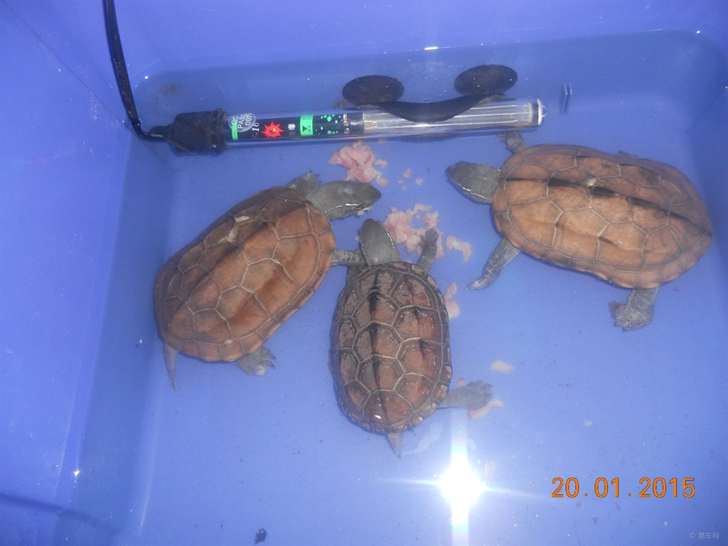 怎样杀乌龟它的肉才能吃 d8fdd2bb1954456fb49b4ef1c6d83341.jpg