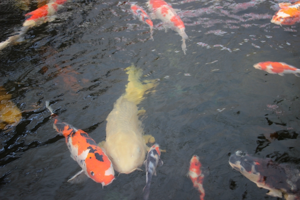 世上最好看的日本锦鲤 71a5c2f933b54f4b8c201aeddc1faace.jpg