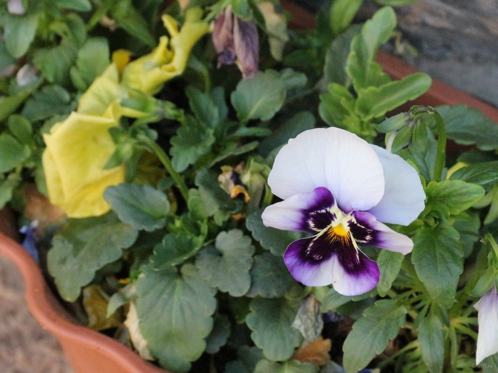 蝴蝶花怎么种 d0e095ad80a6435b875d24d88468e746.jpg
