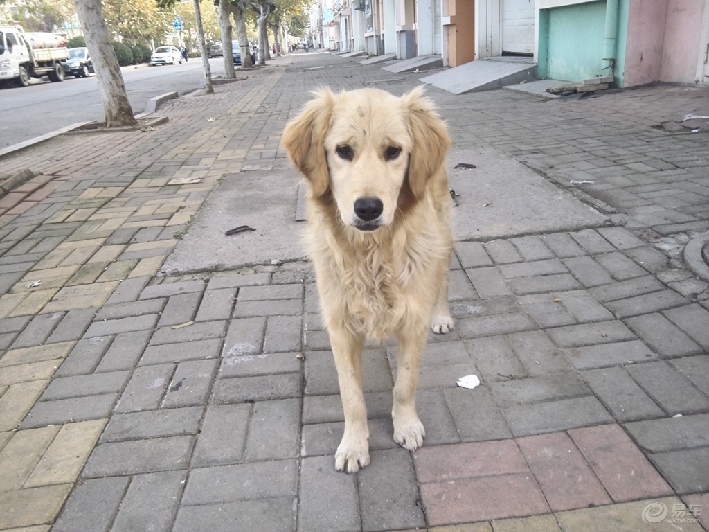 拉布拉多猎犬串金毛图片