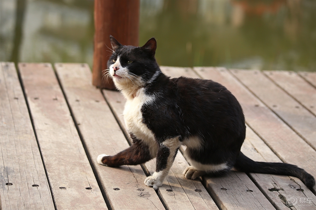 黑白花猫