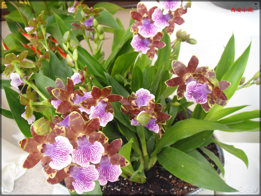 【陕西cs75车友会】275秦岭花世界游记