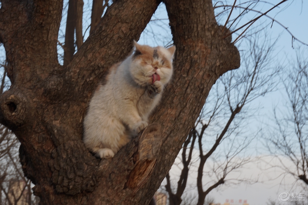 猫的树导演全部作品有哪些 f179ab02673c4e09beaa5522d5678691.jpg