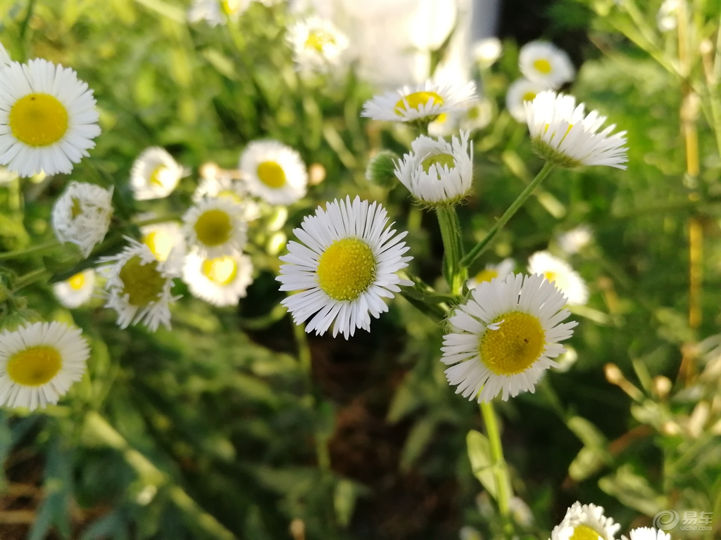 林志颖野菊花简谱_林志颖年轻照片(2)