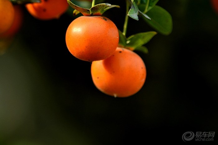 【【CD】金秋硕果累累之金弹子!】_陕西车友