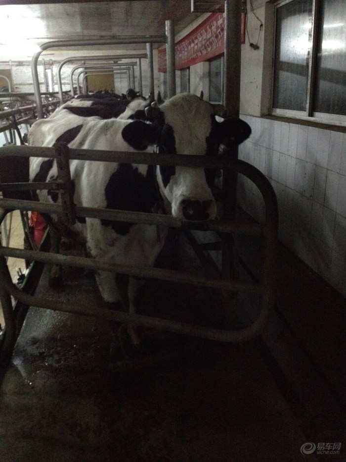 【双十二巨献】你说奶牛有公的吗