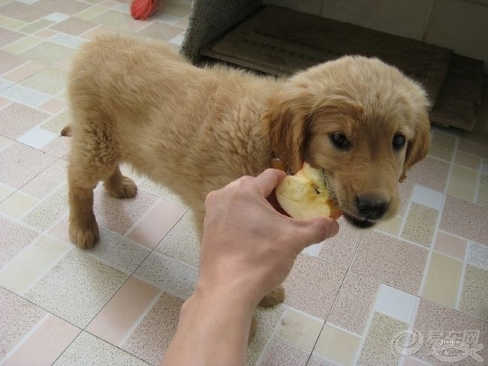 【平安夜,你吃苹果了吗?】_宠物当家论坛图片