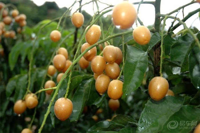 【这季节真是桃李满天下】_广东车友会