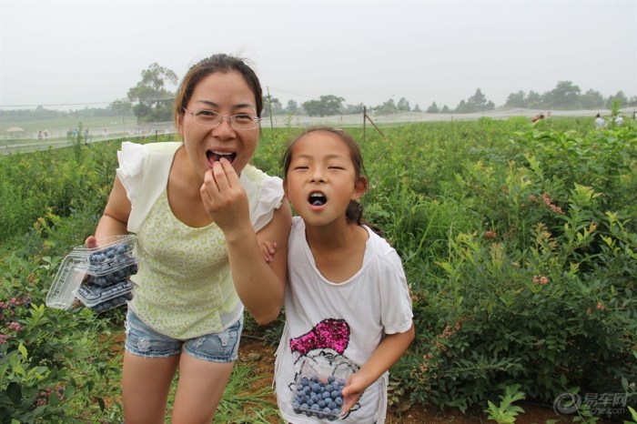 【自驾五星蓝莓园亲子采摘活动】_POLO论坛
