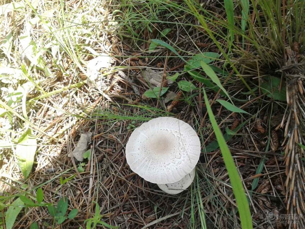 42cf0a360370429fb1f7dea2541f3d46_990_0_max_jpg.jpg