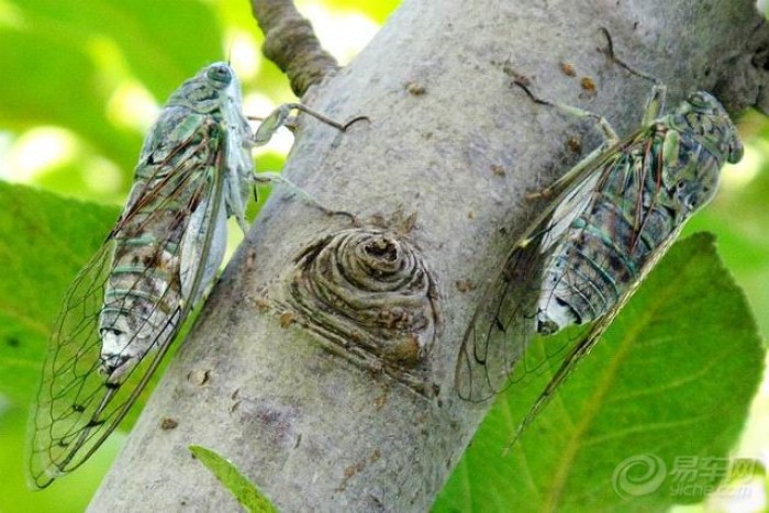 【知了声声叫着夏天】_天津车友会