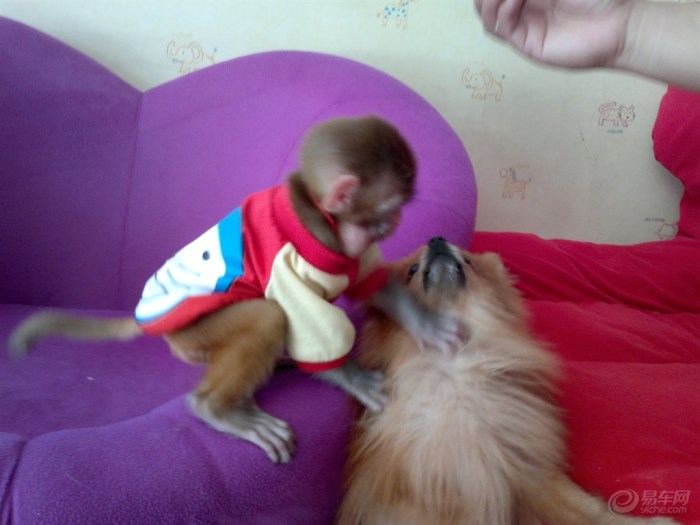 【【宠物友爱亲情秀】一只顽皮的猴子】_宠物