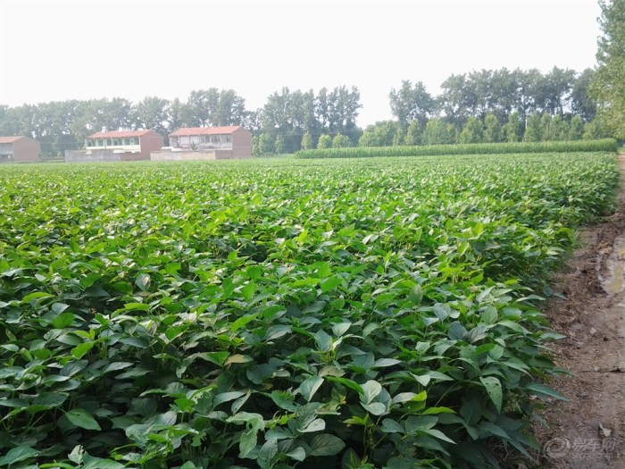 【田地里的庄稼--你们还认识吗】_安徽车友会