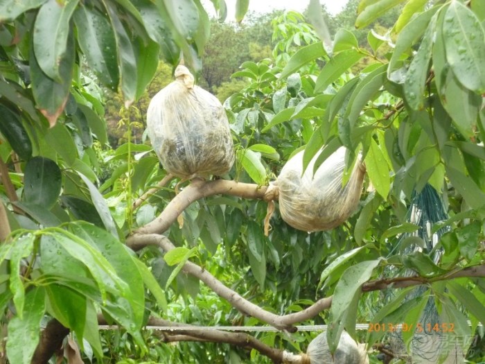 ڼ޽ӵ֦