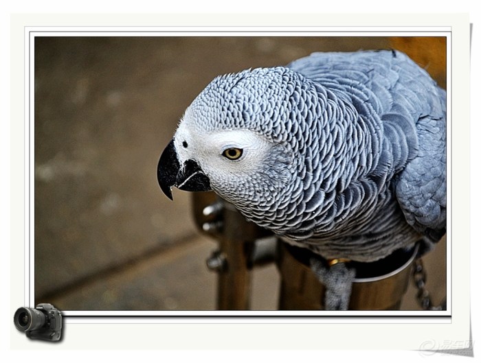 【【顽皮的鹦鹉拍摄 】 第二季】_安徽车友会