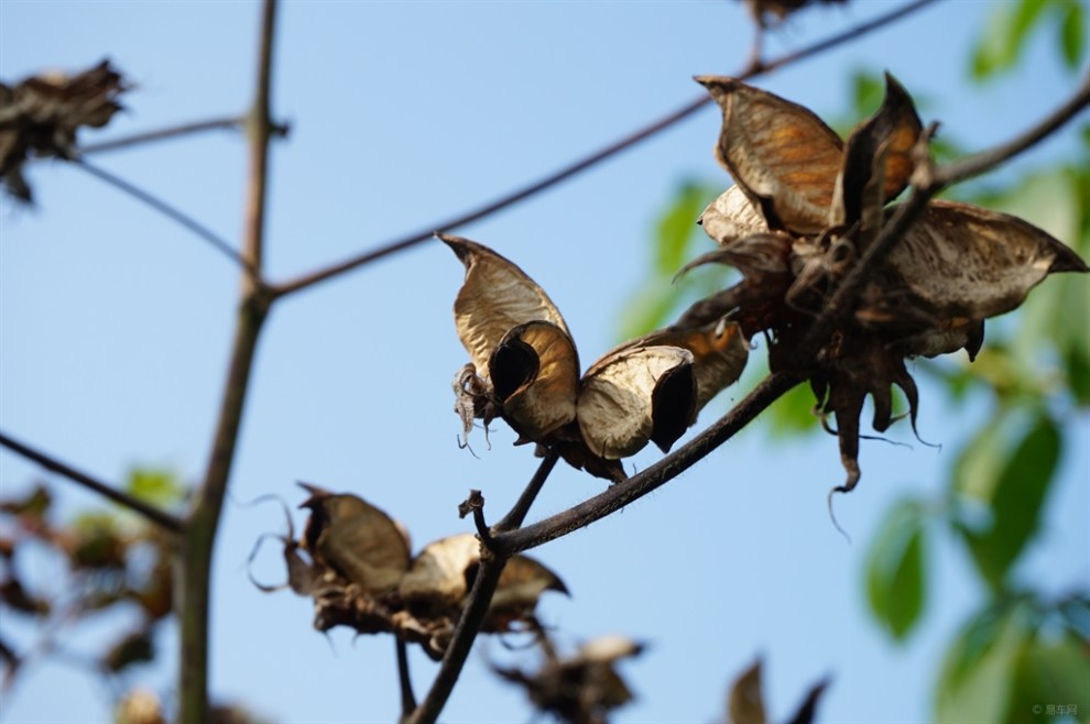 【【每日图说】棉花壳随拍】_山西论坛图片集锦_汽车论坛-易车网