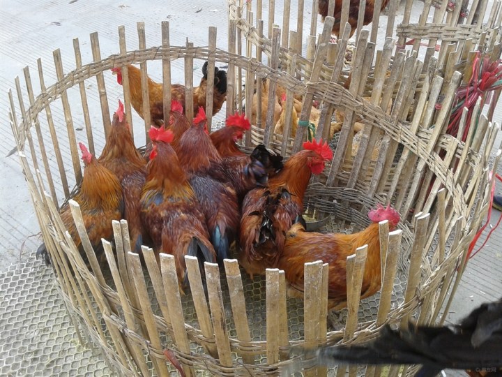 【国庆最后一天去菜市场买鸡】四川论坛论坛_手机易车网