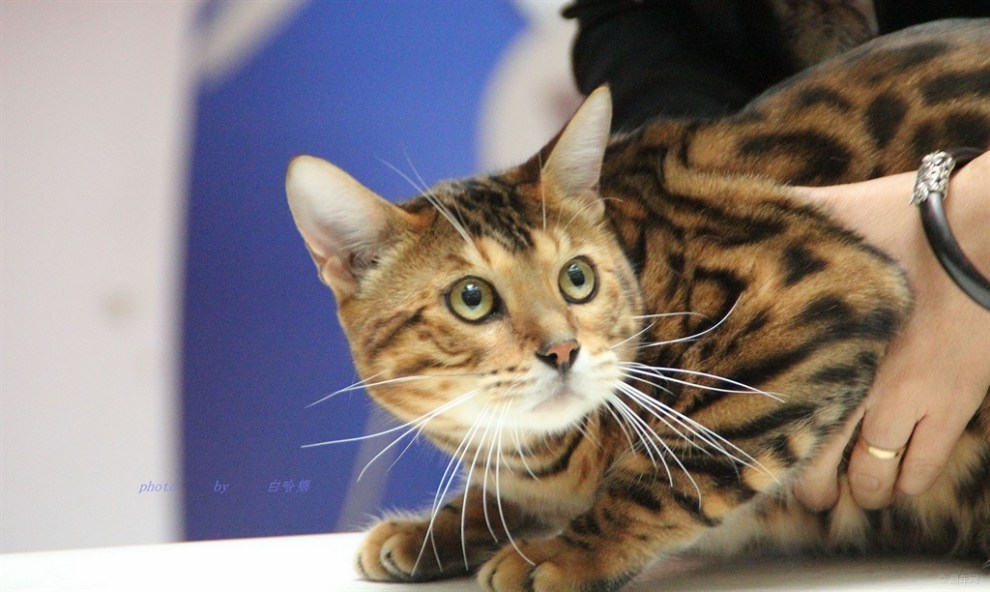 【【宠物随手拍】孟加拉豹猫】_宠物当家论坛