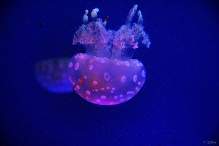 【水母,水母是无脊椎动物,属于刺胞动物门中的