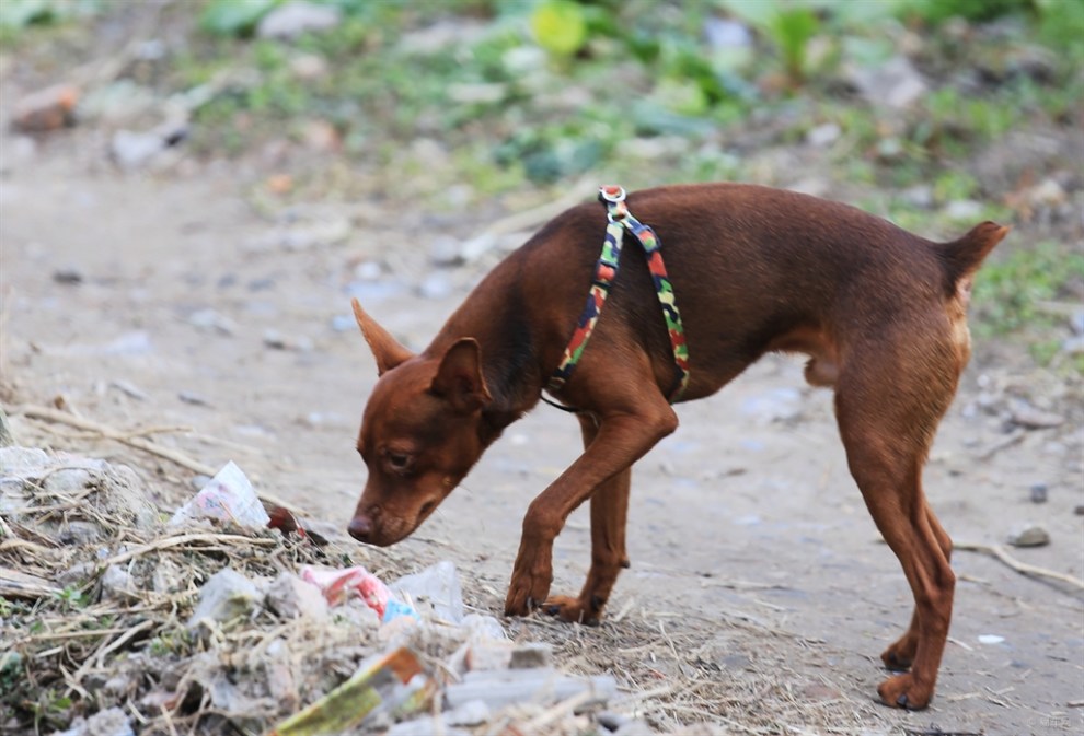 迷你杜宾犬