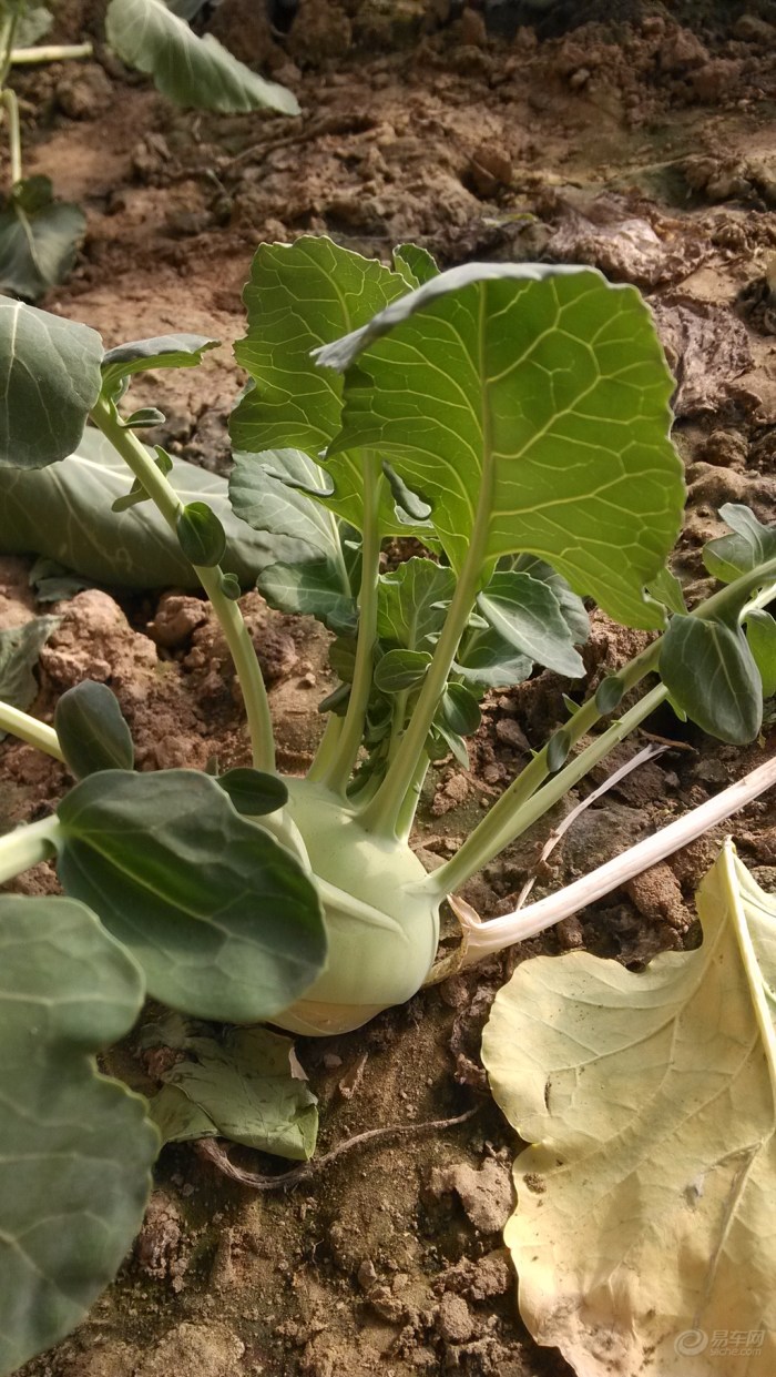 【春节下乡采青菜】_天津车友会