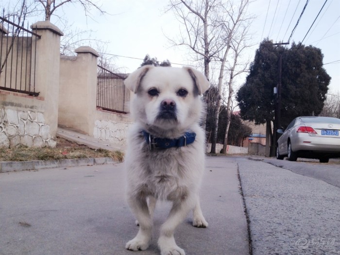 【【新年上新货】小<em>萌妹</em>与小萌狗】宠物<em>当家</em>论