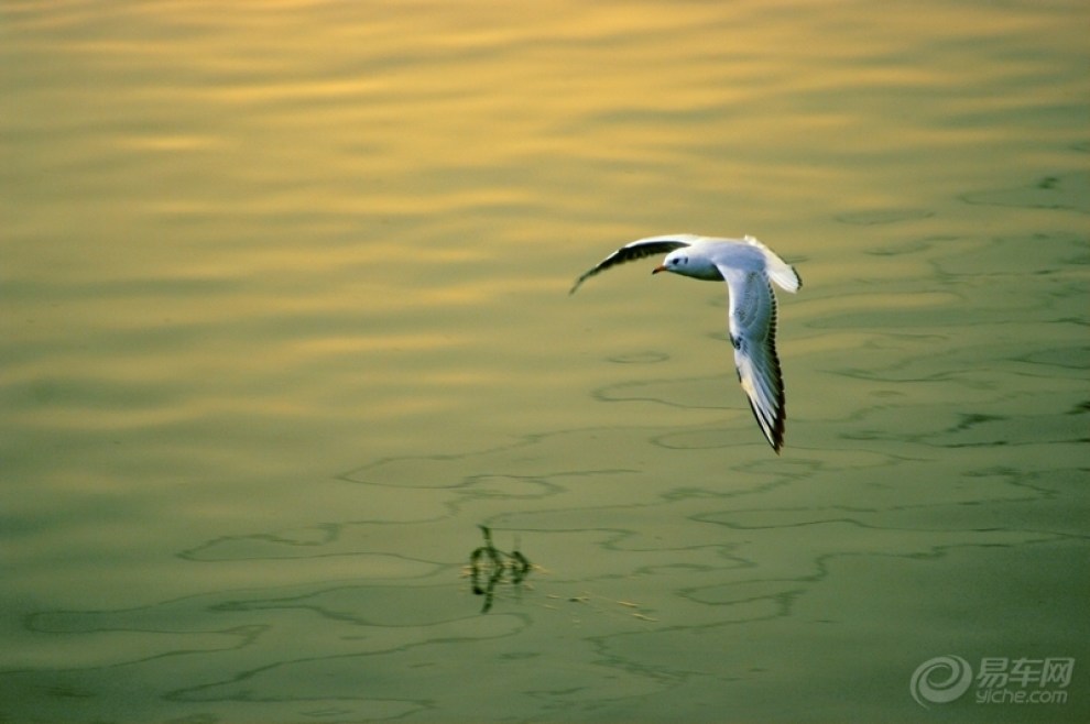 【二月德阳海鸥随拍】_长城C30论坛图片集锦