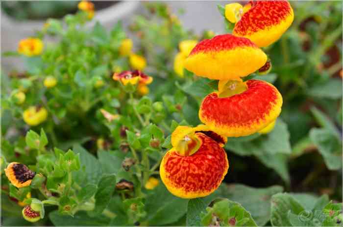 【【每日图鉴】泡泡花!!!】安徽论坛论坛_手机易车网