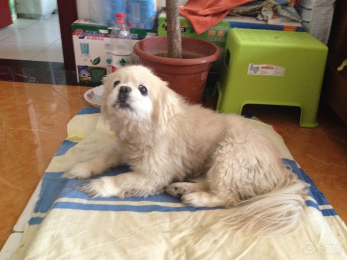 【一双迷人的大眼睛,你有吗?】_宠物当家论坛