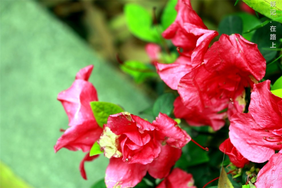 【《小妖记》首次网球观赛(MM福利大放送)】