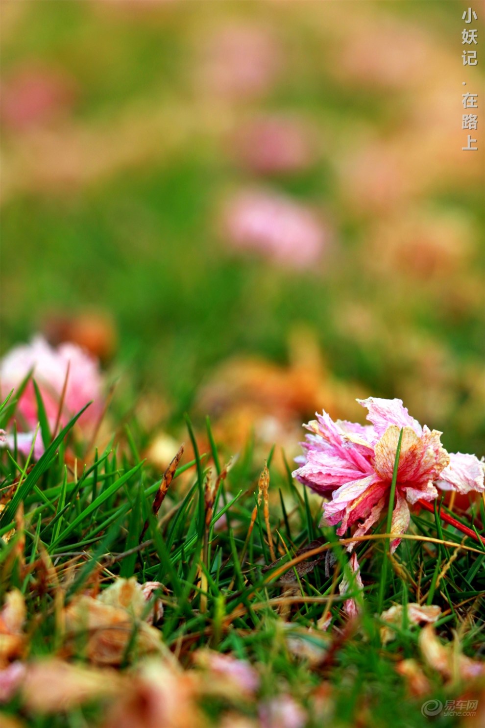 【《小妖记》首次网球观赛(MM福利大放送)】