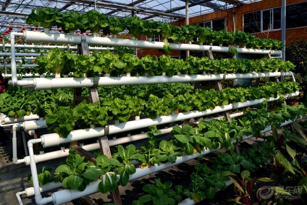 【【申精】室内盆栽蔬菜观景】_江苏论坛图片