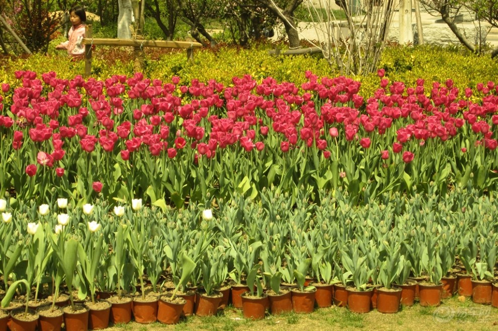 【【春季自驾】张家港合兴中心公园春游】_英