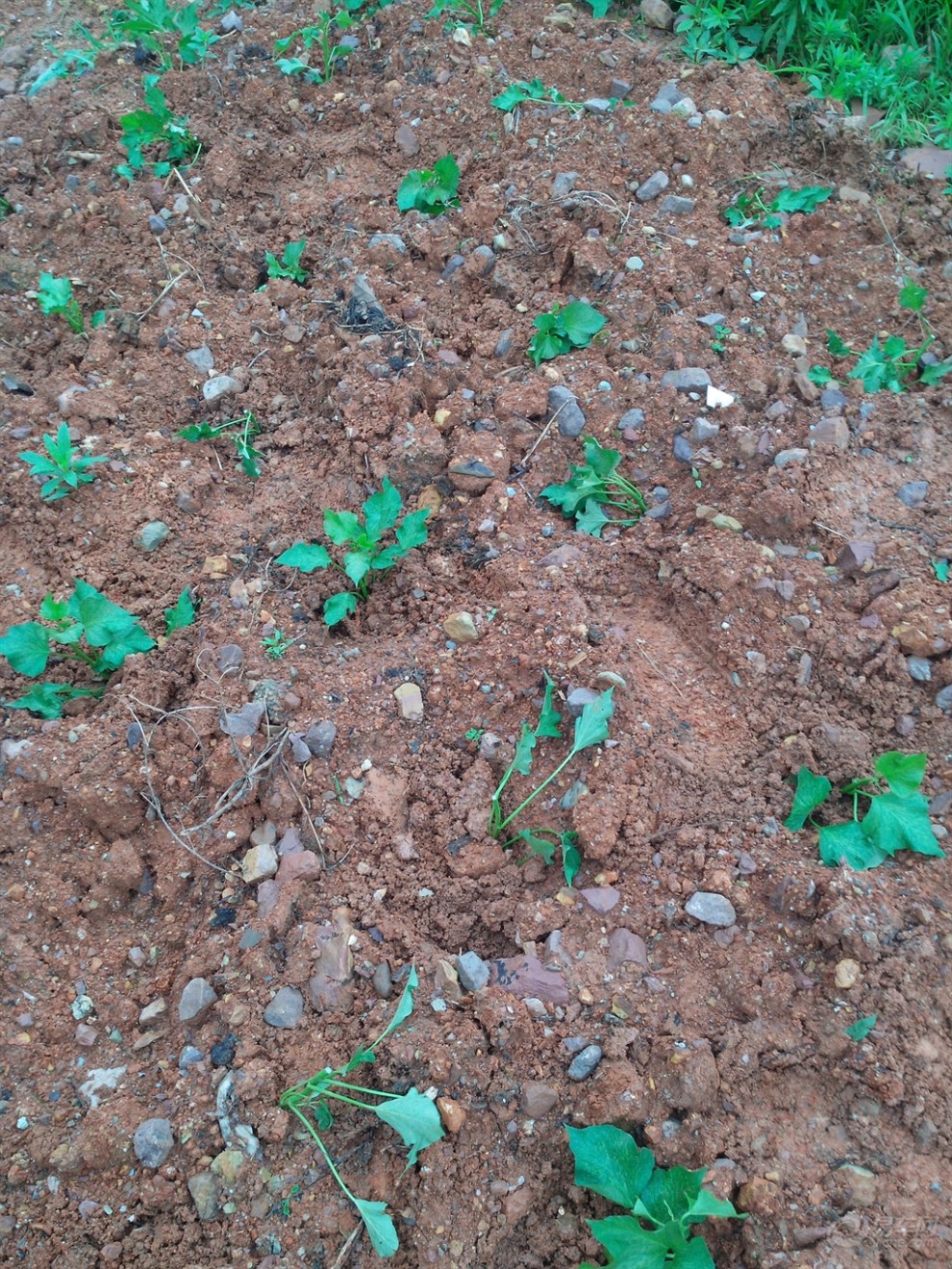 【【户外序曲】体验生活--种红薯】_驴行户外