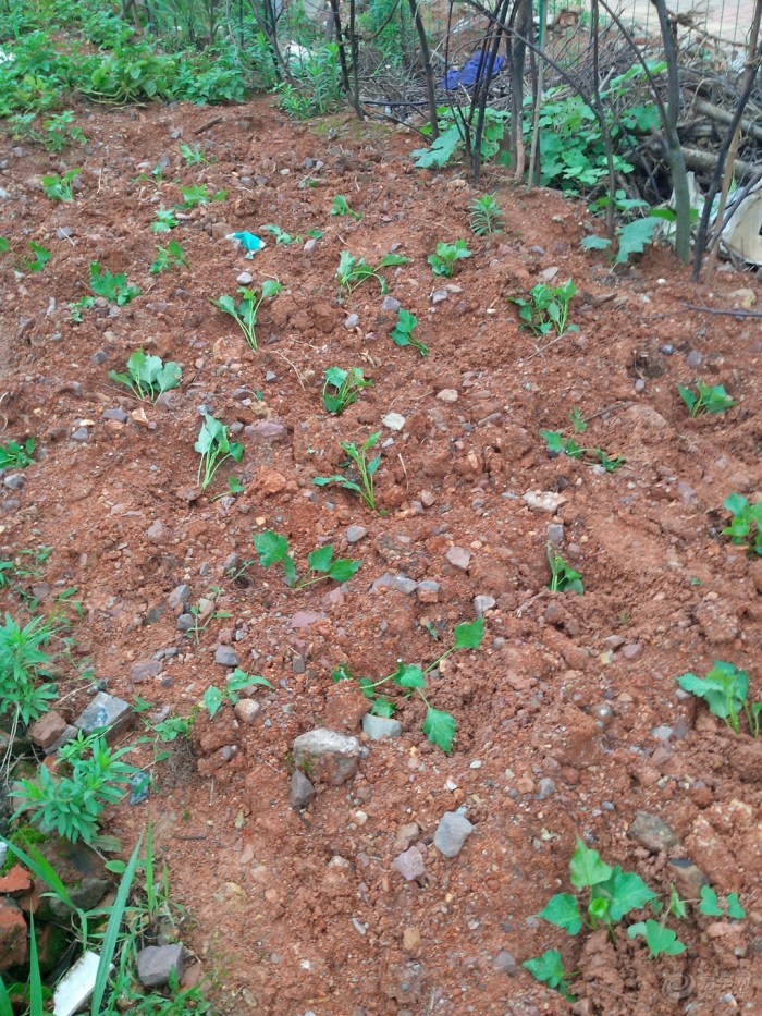 【【户外序曲】体验生活--种红薯】_驴行户外