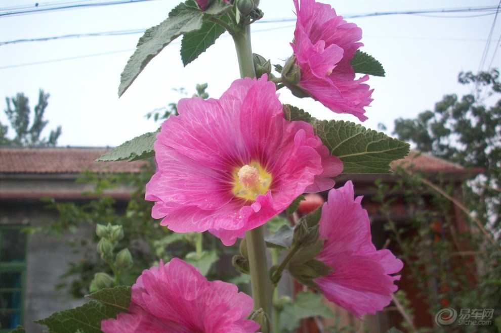 【粉红色咣咣花】_长城C30论坛图片集锦
