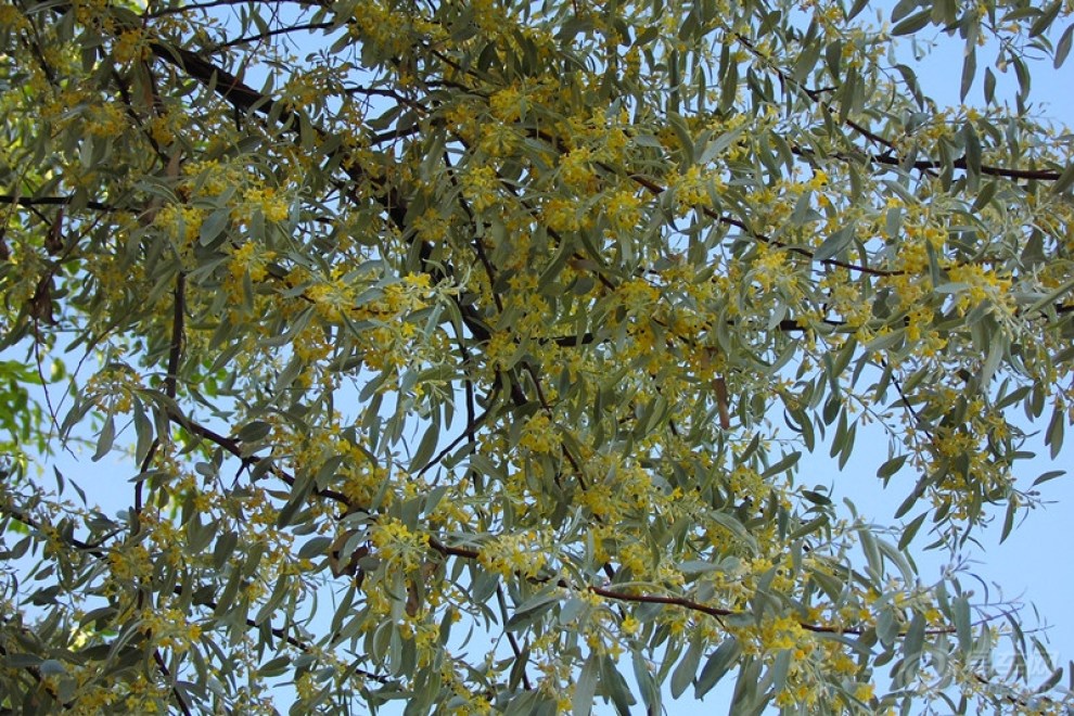 【【每周一景】第35期 沙枣花】_自驾游论坛图