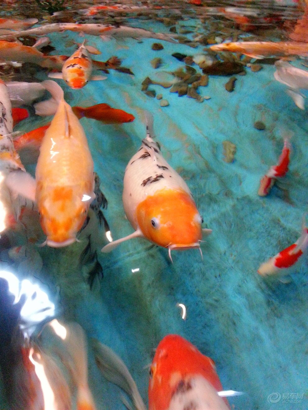 【【宝贝快乐秀】140503假期去看鱼(下)】_超级宝贝图片集锦_汽车论坛-易车网