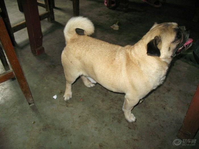 【【家有捣蛋鬼】哈巴狗传】_宠物当家论坛