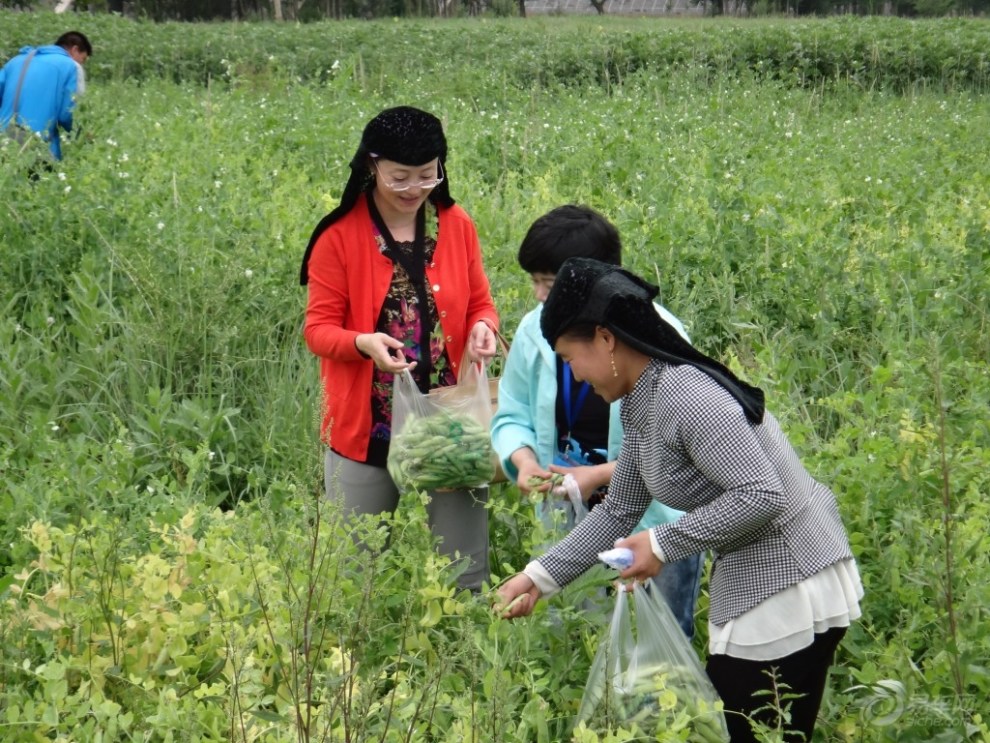 【畅游海东,怡情采摘--首届海东市农业采摘节游