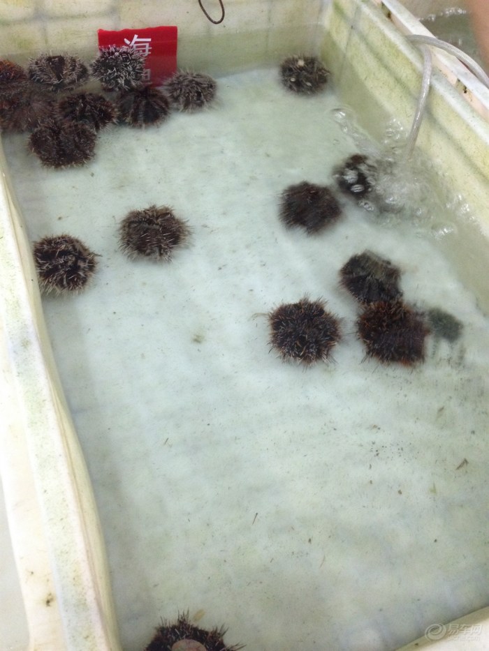 三亚吃海鲜_凤姐吃海鲜大餐_海南三亚吃海鲜(3)