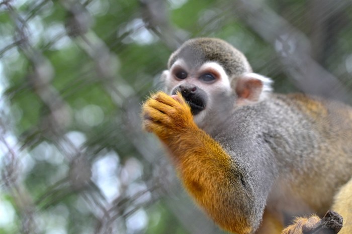 【笼中的猴子】  猴子的种类  全世界猴子的种类约有二百种