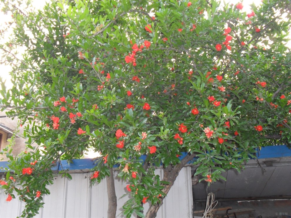 【我家的石榴树,从开花带结果】_英朗论坛图片