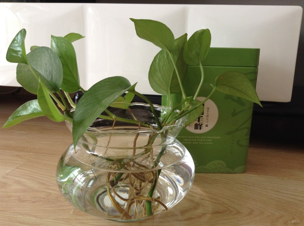 【无心插柳柳成荫之绿萝】_荣威350论坛图片