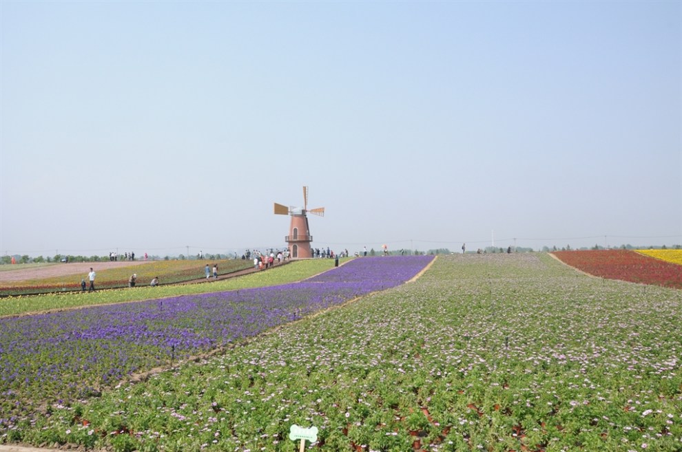 【美丽花海】近距离带您走进包河牛角大圩,感受花的海洋01