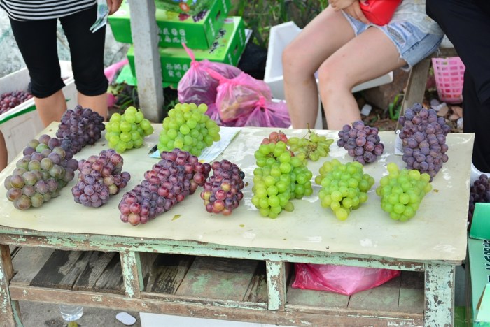 【【无锡车友会】带女儿做义工之鸿山葡萄节义