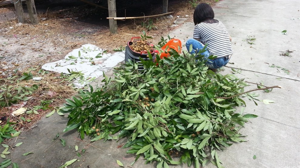 【[原创]回乡下摘龙眼】_湖南论坛图片集锦