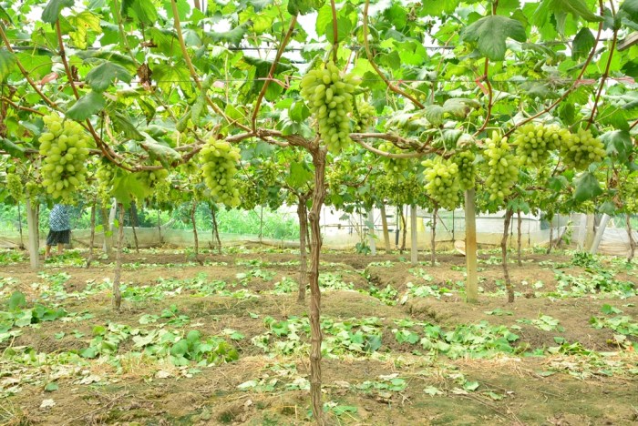 【【无锡车友会】带女儿做义工之鸿山葡萄节义