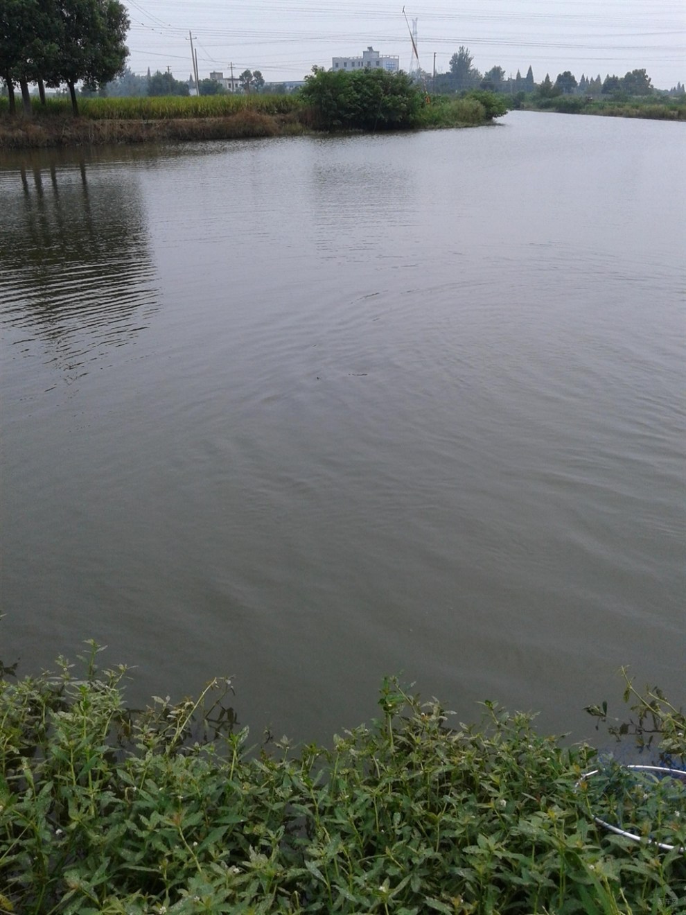 【今天垂钓收获】_安徽论坛图片集锦